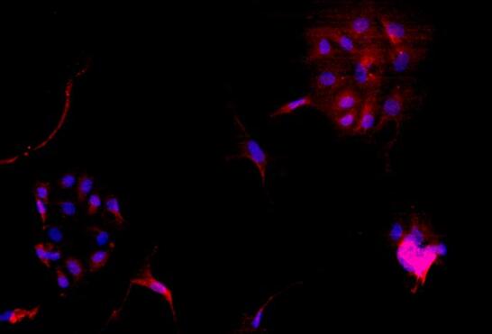 大鼠子宫内膜上皮细胞,Rat endometrial epithelial cells