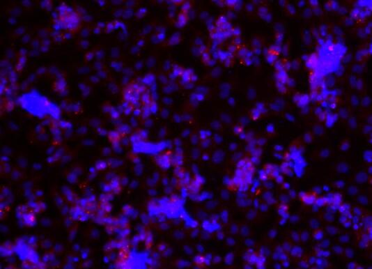 大鼠子宮內(nèi)膜上皮細(xì)胞,Rat endometrial epithelial cells