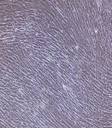 大鼠子宫成纤维细胞,Rat uterine fibroblasts