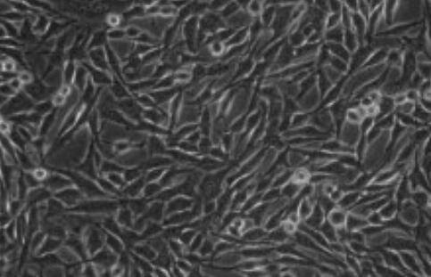 大鼠膀胱平滑肌细胞,Rat bladder smooth muscle cells