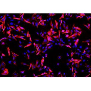 大鼠小肠平滑肌细胞,Smooth muscle cells of rat small intestine