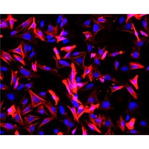 大鼠结肠平滑肌细胞,Rat colon smooth muscle cells