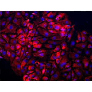 大鼠子宫颈上皮细胞,Rat cervical epithelial cells