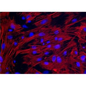 大鼠子宫平滑肌细胞,Rat uterine smooth muscle cells