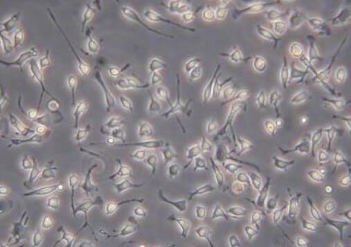 大鼠腎動(dòng)脈平滑肌細(xì)胞,Rat renal artery smooth muscle cells