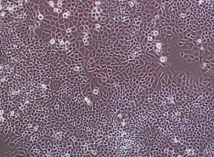 大鼠肾成纤维细胞,Rat renal fibroblasts