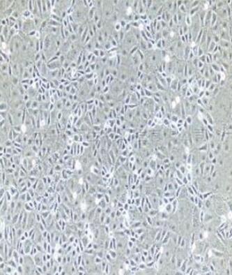 大鼠尿道上皮细胞,Rat urethral epithelial cells