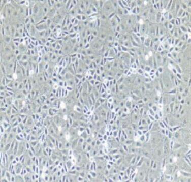 大鼠输尿管上皮细胞,Rat ureteral epithelial cells