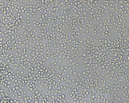 大鼠皮肤肥大细胞,Rat skin mast cells