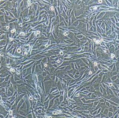 大鼠虹膜色素上皮细胞,Rat iris pigment epithelial cells