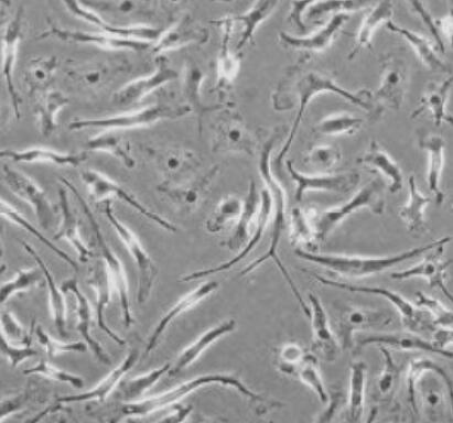 大鼠肾脏巨噬细胞,Rat kidney macrophages