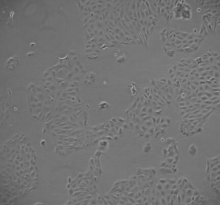 大鼠NG2细胞,Rat NG2 cells