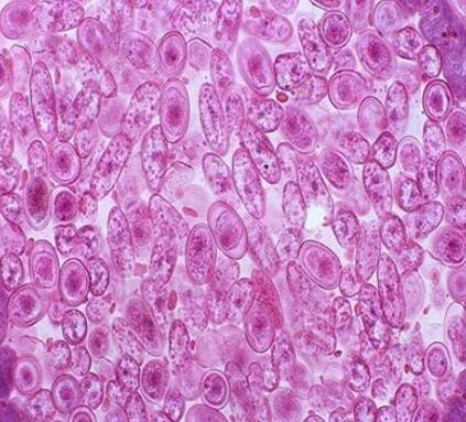 大鼠外周血来源内皮祖细胞,Rat peripheral blood derived endothelial progenitor cells