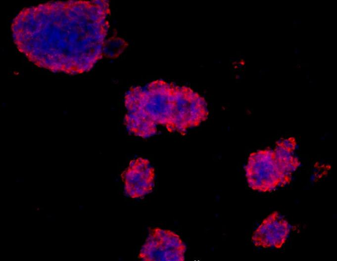 大鼠神经干细胞,Rat neural stem cells