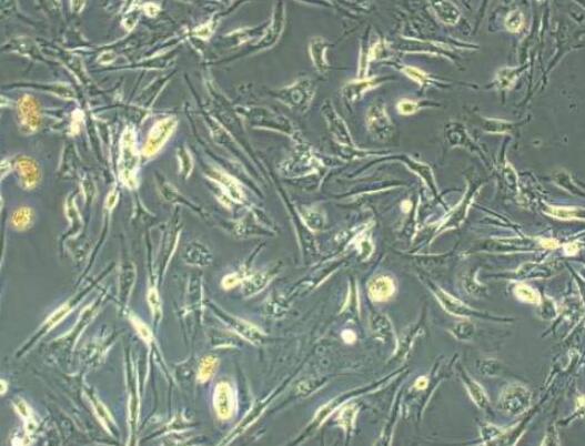 大鼠胸腺上皮細(xì)胞,Thymic epithelial cells of rats