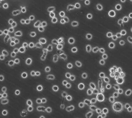 大鼠胸腺淋巴细胞,Thymic lymphocytes of rats