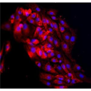 大鼠肾小管上皮细胞,Rat renal tubular epithelial cells