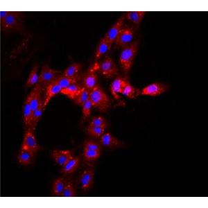 大鼠肾小球内皮细胞,Rat glomerular endothelial cells