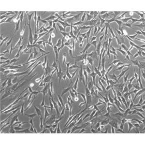 大鼠肾足突细胞