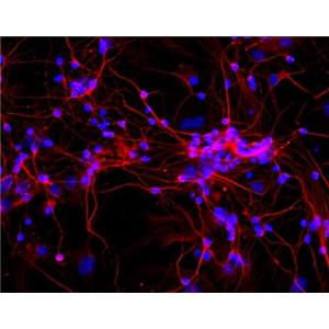 大鼠皮层神经元细胞