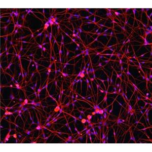 大鼠背根神经元细胞