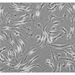 大鼠肾脏巨噬细胞,Rat kidney macrophages