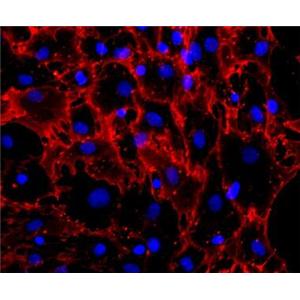 大鼠骨髓间充质干细胞,Rat bone marrow mesenchymal stem cells