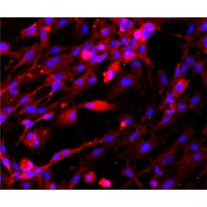 大鼠海绵体内皮细胞,Rat cavernous endothelial cells
