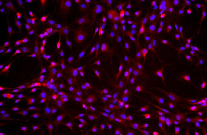 大鼠脂肪干细胞,Rat adipose stem cells