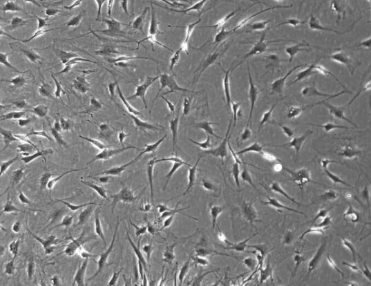 大鼠表皮成纤维细胞,Rat epidermal fibroblasts