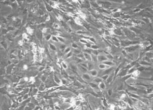 大鼠表皮角化细胞,Rat epidermal keratinocytes