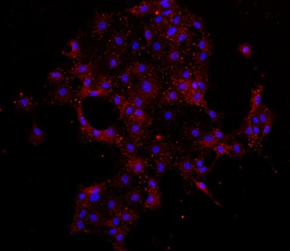 大鼠角膜内皮细胞,Corneal endothelial cells of rats