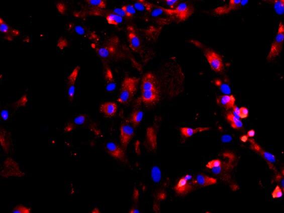 大鼠结肠黏膜上皮细胞,Epithelial cells of rat colon mucosa