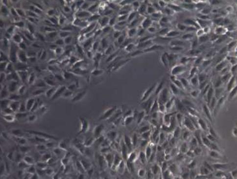 大鼠精原干細(xì)胞,Rat spermatogonial stem cells