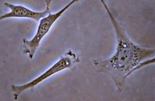 大鼠胚胎成纤维细胞,Rat embryonic fibroblasts