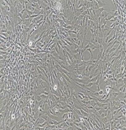 大鼠前列腺成纤维细胞,Rat prostate fibroblasts