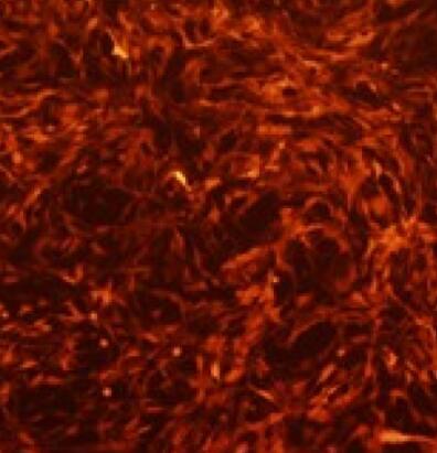 大鼠胎盘绒毛膜滋养层细胞,Rat placental chorionic trophoblast cells