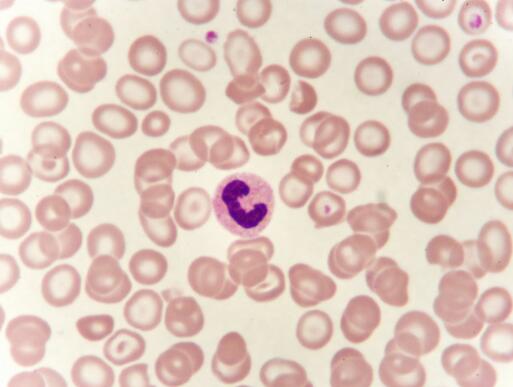 大鼠外周血单核细胞,Rat peripheral blood mononuclear cells