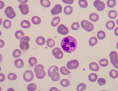 大鼠外周血中性粒细胞,Rat peripheral blood neutrophils