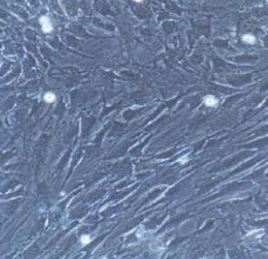 大鼠微血管周细胞,Perivascular cells of rat microvessels