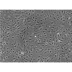 大鼠视乳头星形胶质细胞