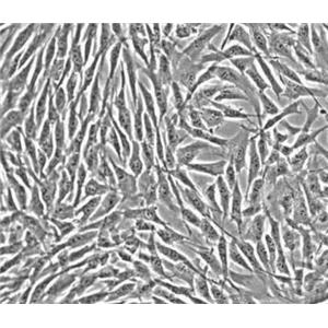 大鼠肠道干细胞