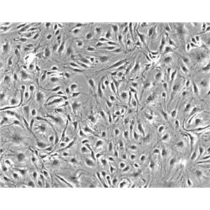 大鼠角膜基质细胞