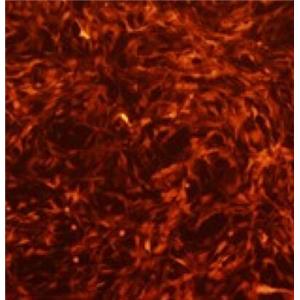 大鼠胎盘绒毛膜滋养层细胞,Rat placental chorionic trophoblast cells