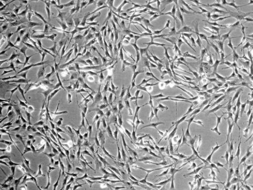 大鼠心臟干細(xì)胞,Rat cardiac stem cells