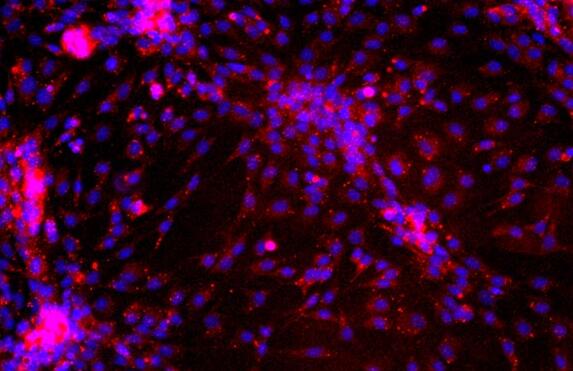 大鼠真皮微血管内皮细胞,Dermal microvascular endothelial cells of rats