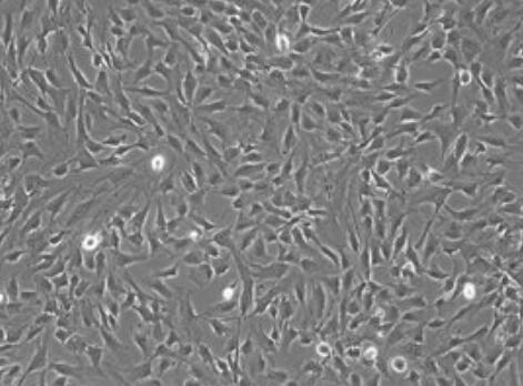 大鼠支氣管平滑肌細胞,Rat bronchial smooth muscle cells