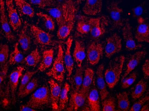 大鼠牙龈成纤维细胞,Rat gingival fibroblasts