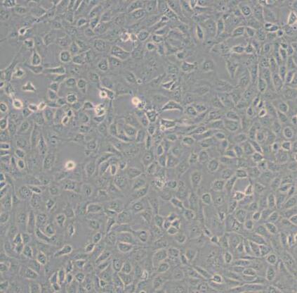 大鼠表皮角化上皮細(xì)胞,Epidermal keratinocytes of rats