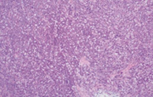 大鼠下颌骨成纤维细胞,Rat mandibular fibroblasts